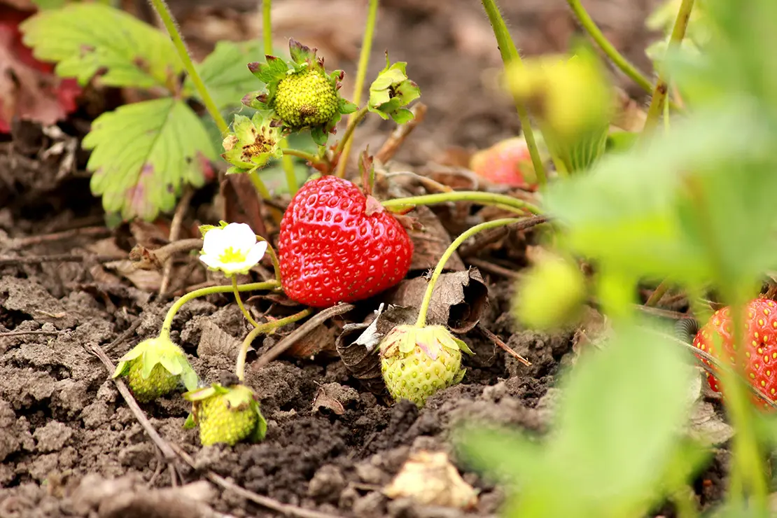 Erdbeerpflanze auf offenem Boden mit einer großen, reifen roten Erdbeere im Vordergrund. Umgeben von unreifen, grünen Früchten, einer weißen Blüte und welken Blättern auf brauner Erde.