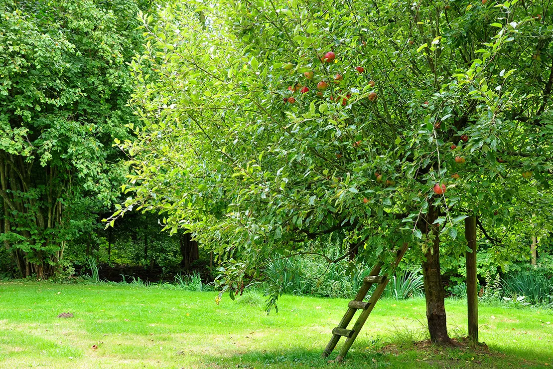 Ein Apfelbaum mit runder Krone, grünen Blättern und roten Äpfeln in einem Garten. Eine kleine Holzleiter lehnt an dem Baum, um das Pflücken der Äpfel zu erleichtern. Im Hintergrund sind weitere Bäume und eine grüne Wiese zu sehen.