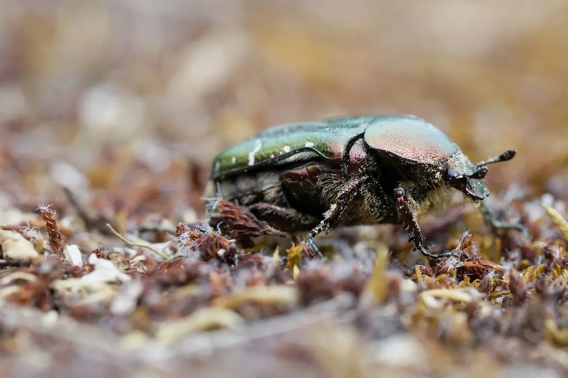 Gold-Rosenkäfer in der Nahaufnahme. Foto: AdobeStock_Revilo Lessen