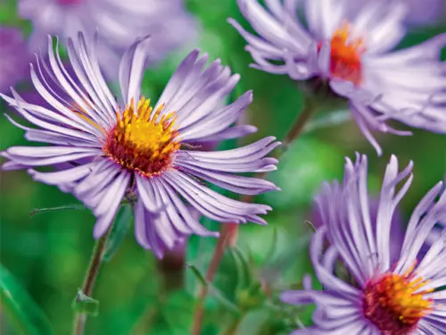Aster laevis im Präriegarten