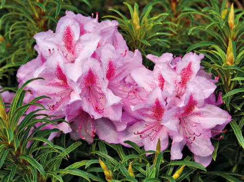 Frühblühender Rhododendron Filigran