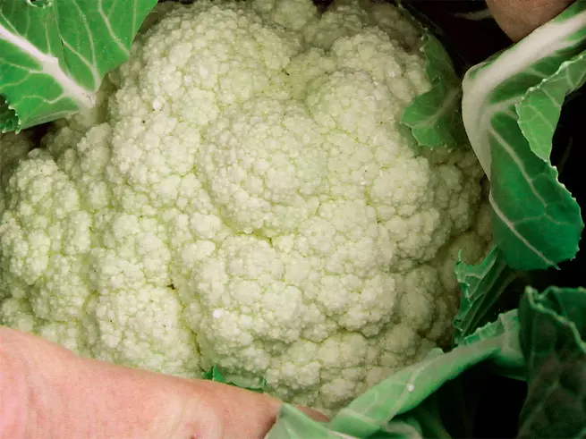 Kohl pflanzen: Blumenkohl nach der Ernte