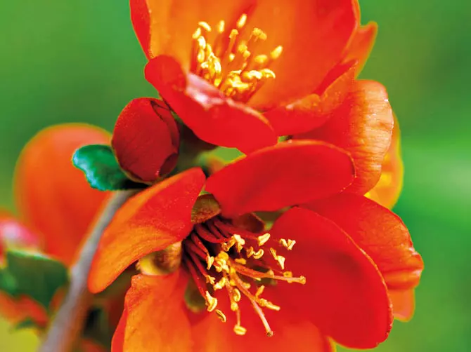 Zierquitte Chaenomeles