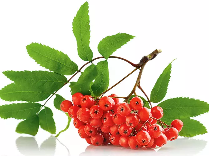 Freigestellte Beeren der Eberesche