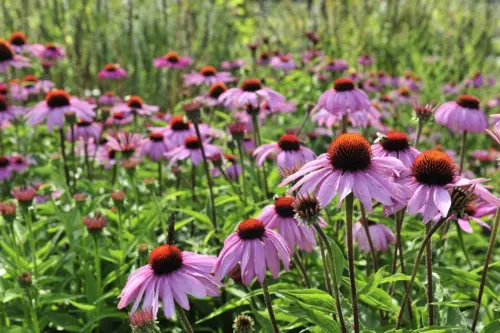 Rosarot blühende Echinacea im Beet