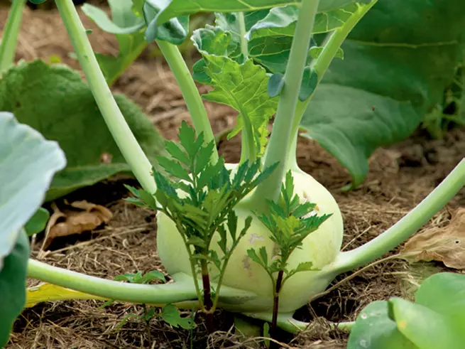 Kohlrabi in weißer Farbe kann im Frühjahr oder Sommer gesäht werden