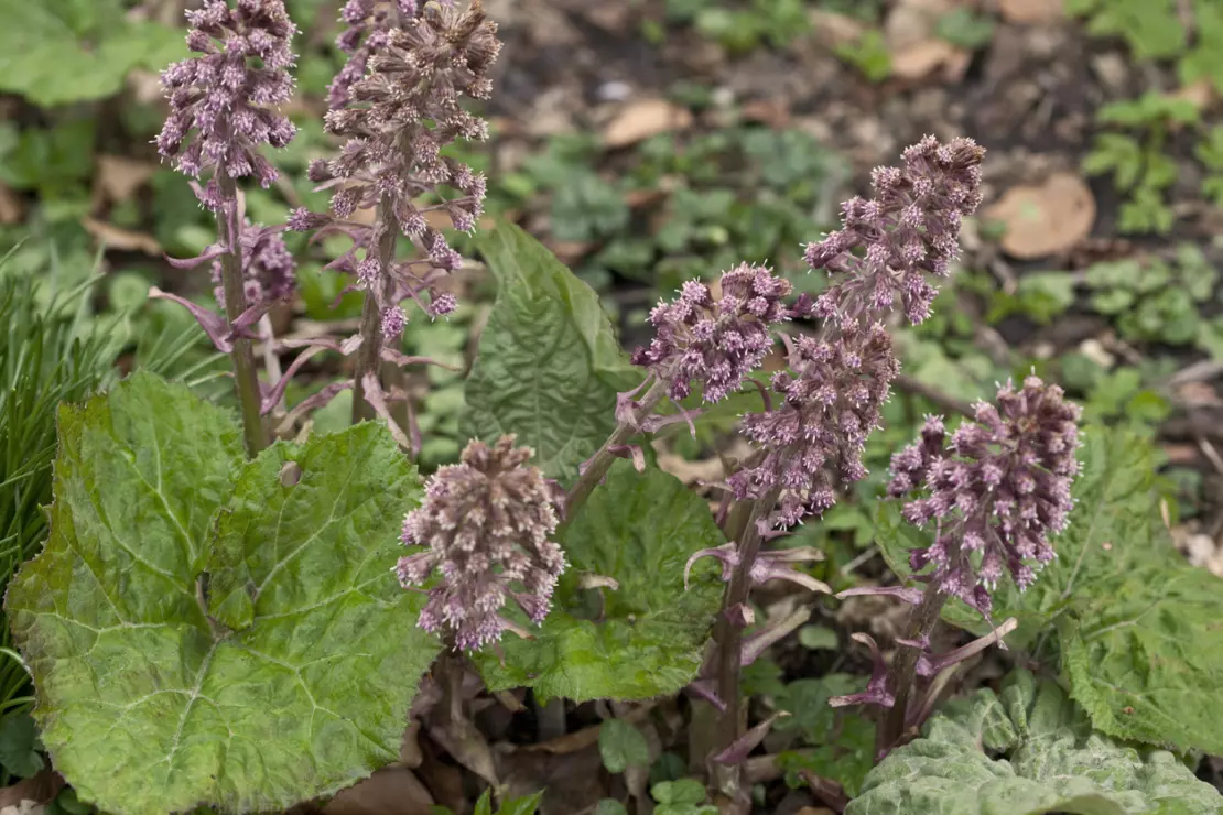 Petasites hybridus