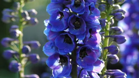 Blaue Blütenrispe des Rittersporns in der Nahaufnahme. Foto: AdobeStock_Marty Kropp