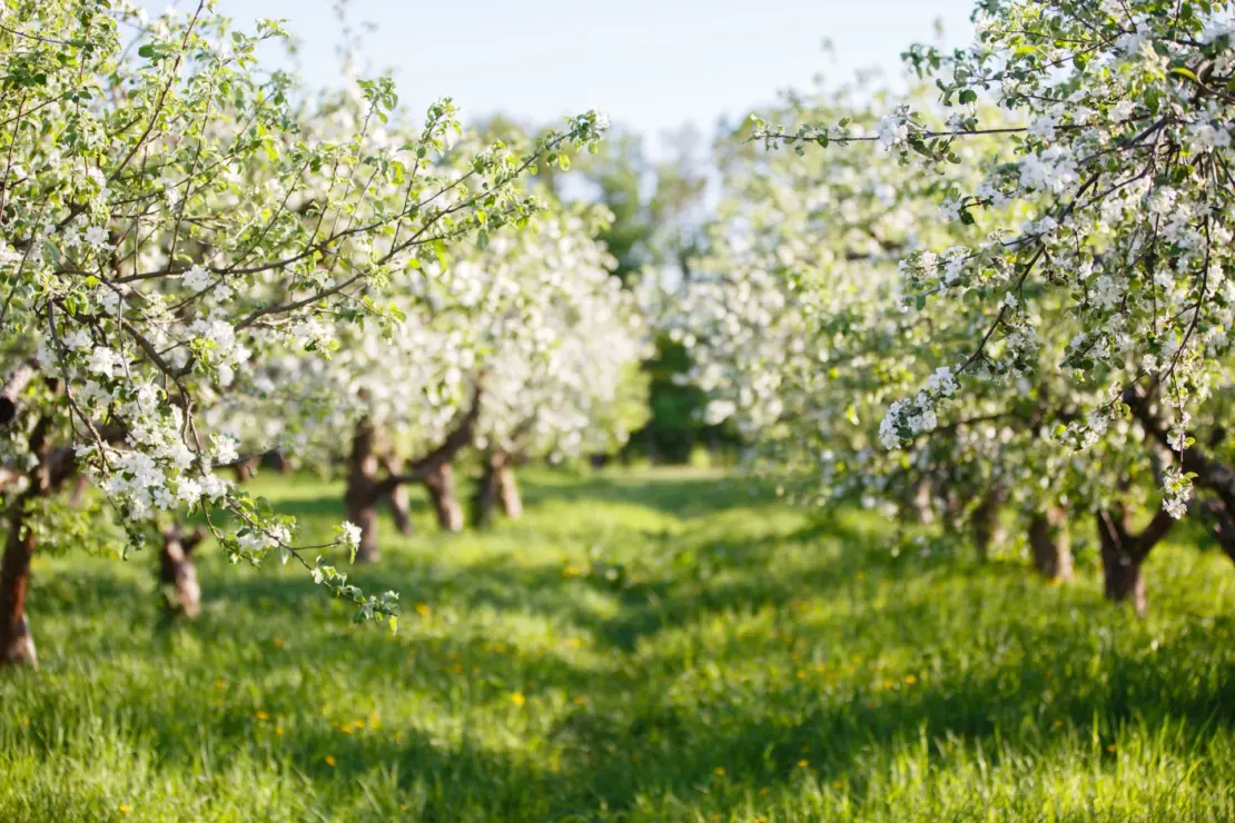 Weiß blühende Apfelbäume zu einer Allee angeordnet auf einer Streuobstwiese im Sonnenlicht