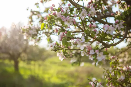 Weiß-rosafarbene Blüten an einem Apfelbaum im Gegenlicht, im Hintergrund ein weiterer blühender Apfelbaum auf einer Wiese.