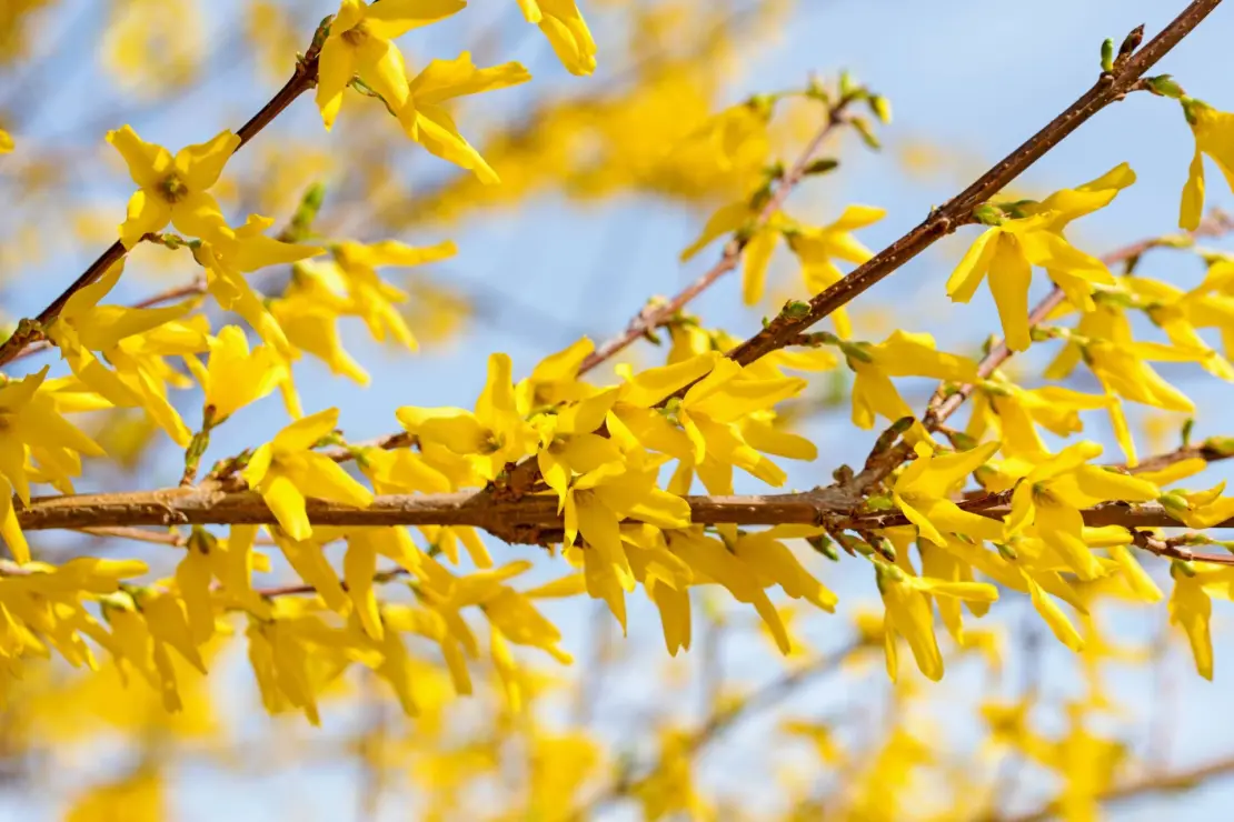 Gelbe, geöffnete Blüten der Forsythie am Zweig des Strauches vor blauem HImmel