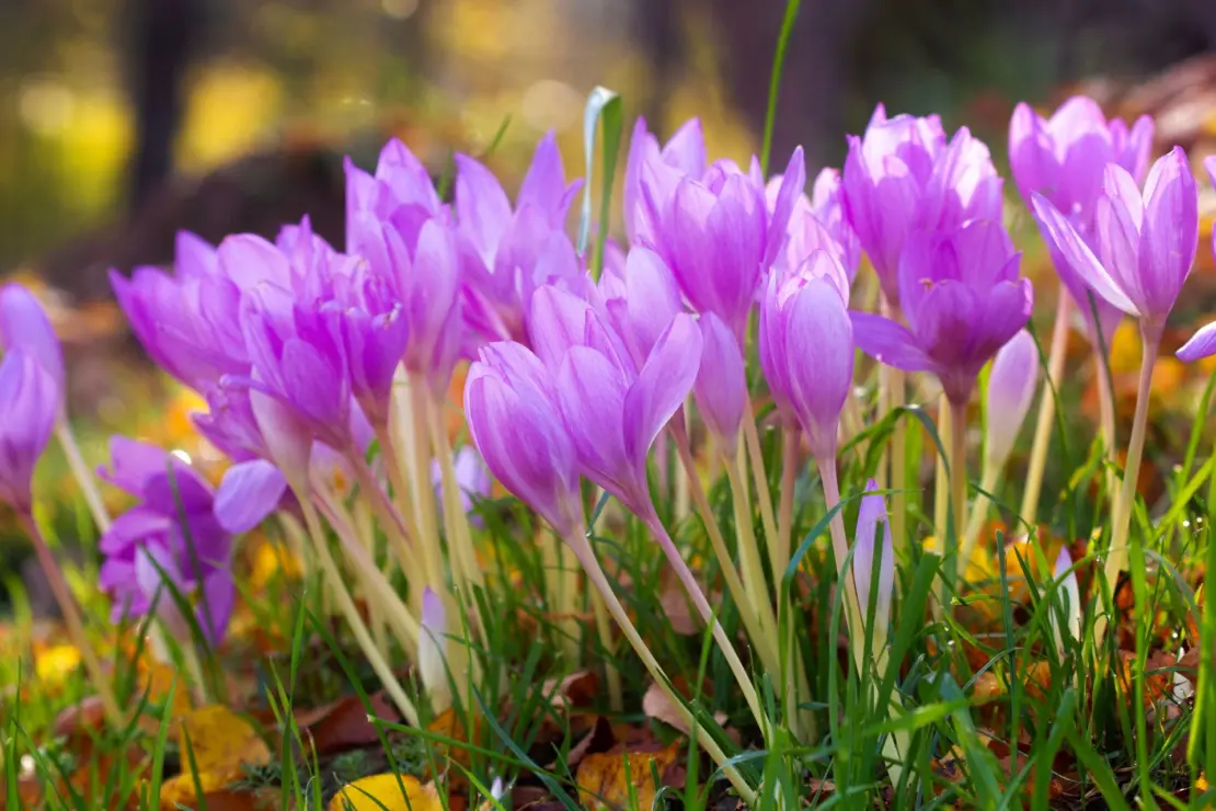 Violett blühende Herbstzeitlose, dazwischen heruntergefallenes, gelbes Herbstlaub