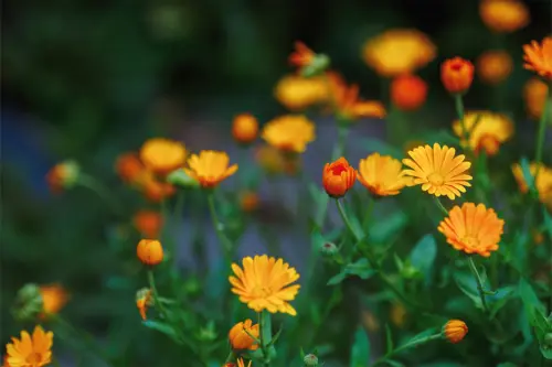 Ringelblume [Foto: AdobeStock_hdesert]