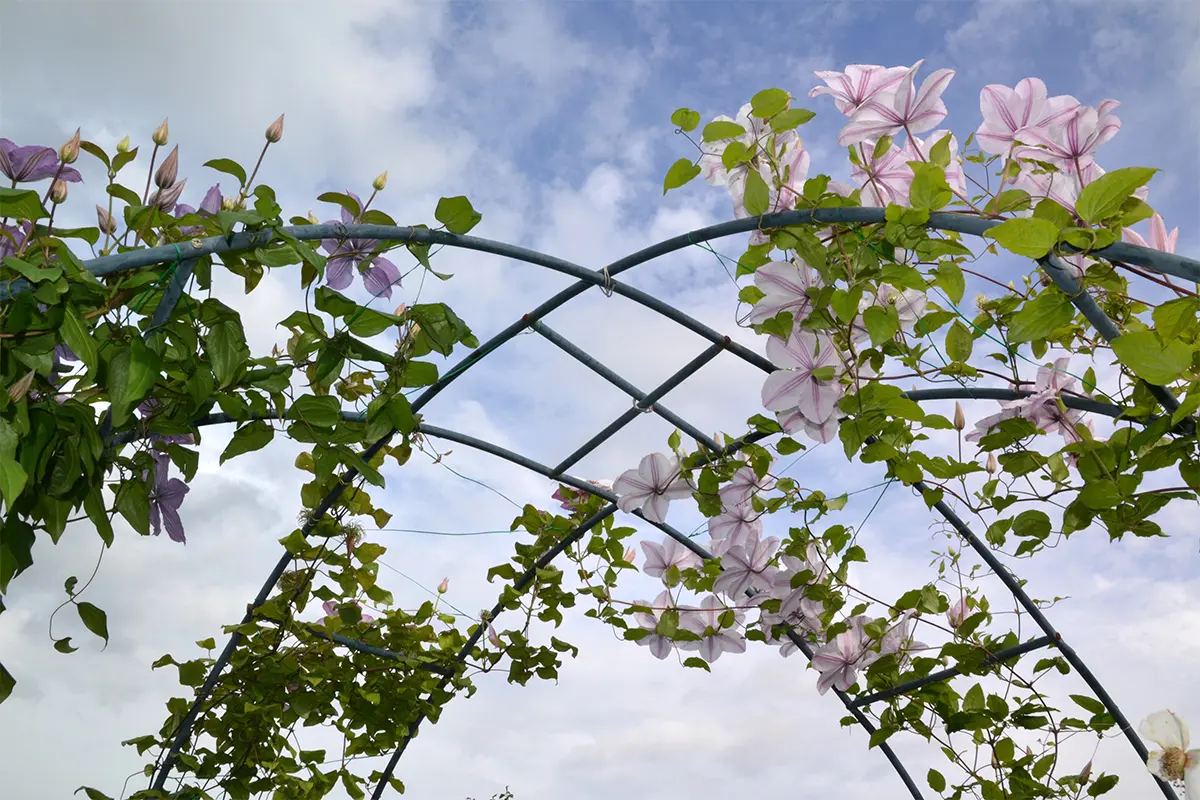 Rosenbögen [Foto: AdobeStock_Tatyana]