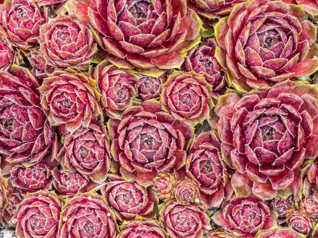 Die Steinrose - Sempervivum