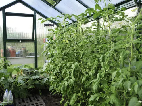 Tomatenhaus selber bauen