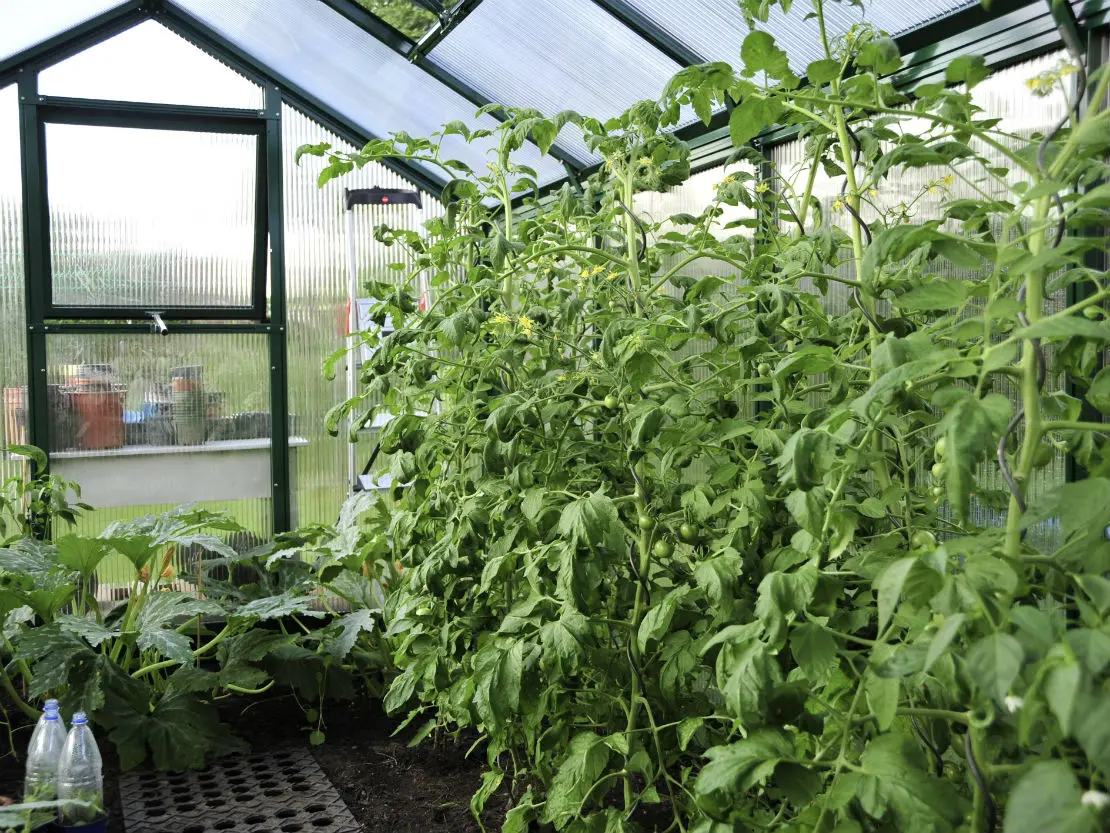 Tomatenhaus selber bauen