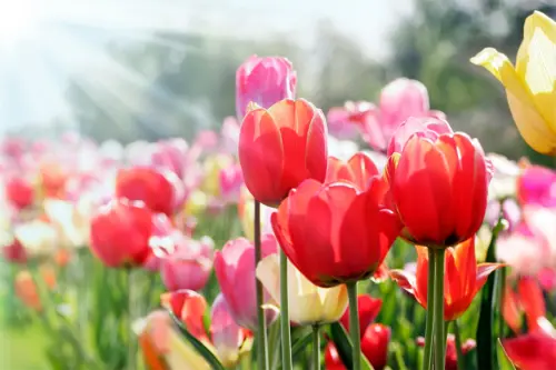 Tulpen im Frühling auf einer Wiese Foto: AdobeStock_Bittedankeschön