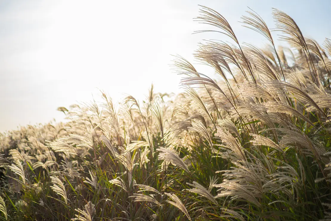 Ziergräser Foto: AdobeStock_Wathanachai