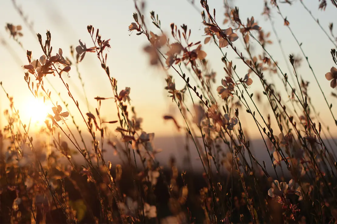 Ziergräser Foto: AdobeStock_brigitte550