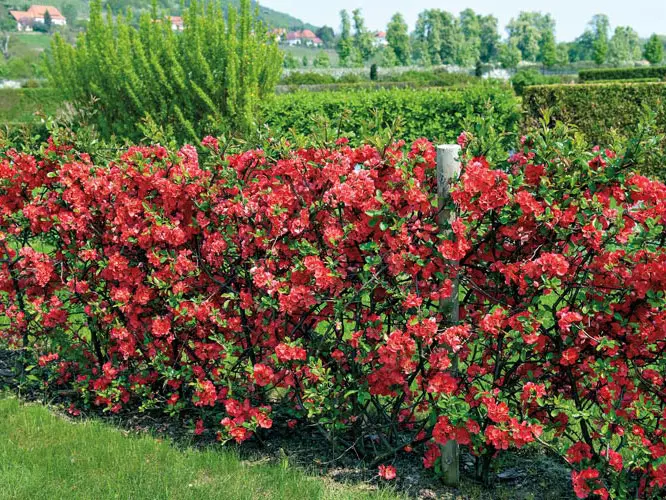 Zierquitten Chaenomeles-Hecke