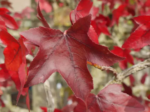 Blatt des Amberbaum in feurigem Rot