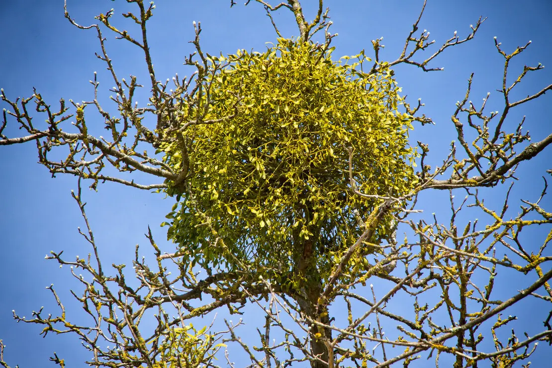 Mistel in einer kahlen Baumkrone im Winter. Foto: AdobeStock_Jürgen Fälchle