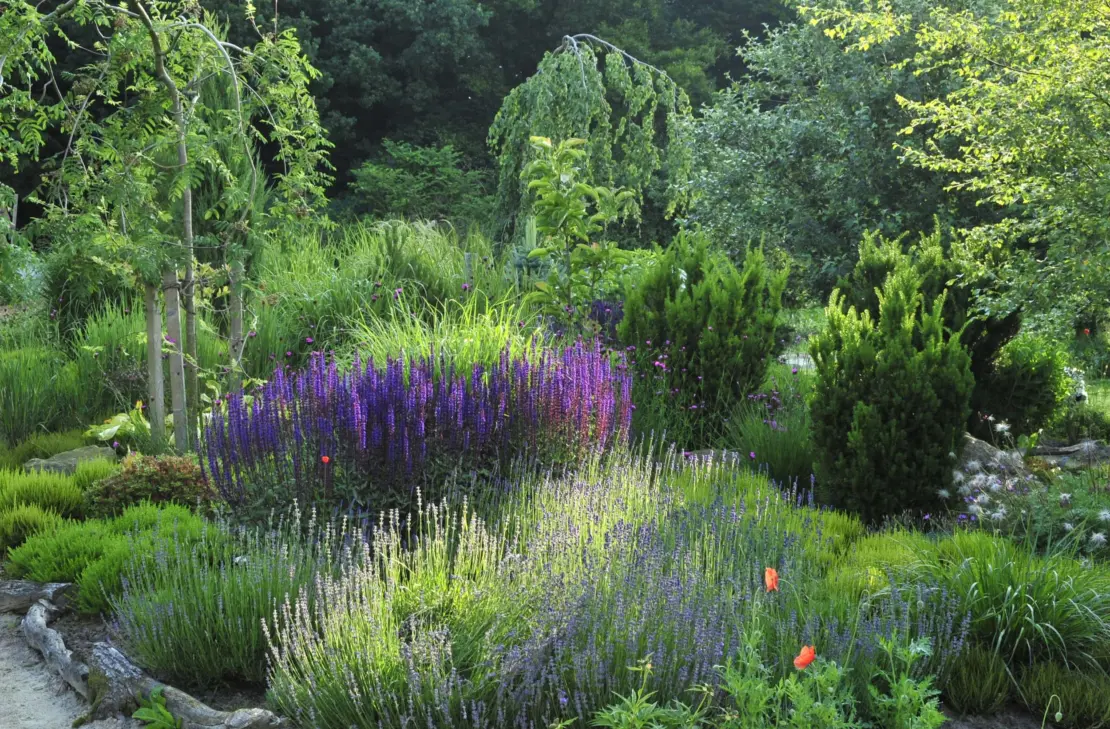 Der Steppensalbei kommt in der Gruppe bestens zur Geltung. Foto: GartenFlora