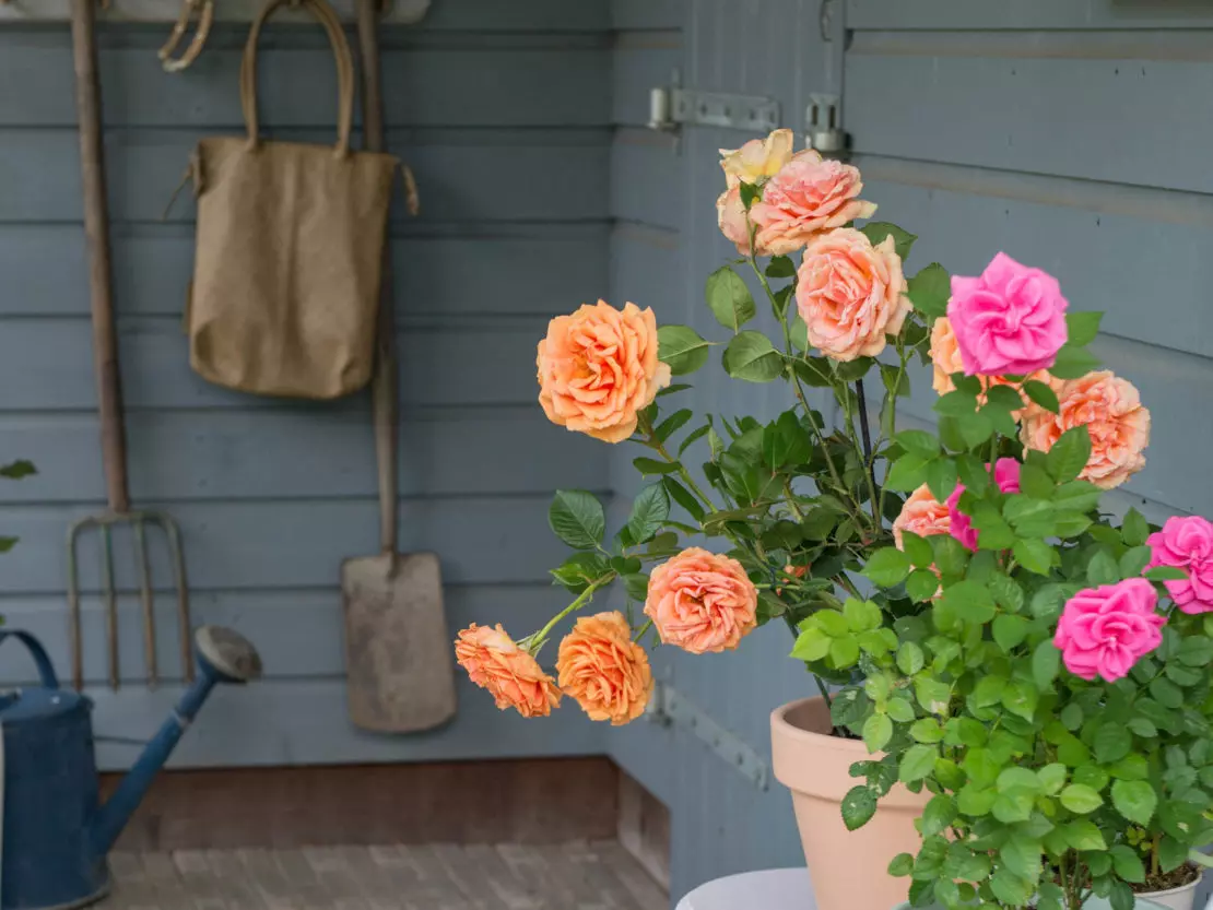 blühenden Rosen in Töpfen auf Veranda