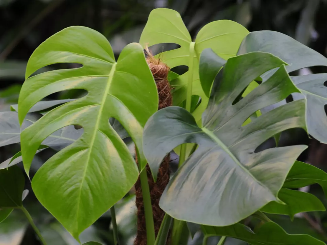 Dschungelfeeling mit den großen, tief eingeschnittenen Blättern der Monstera
