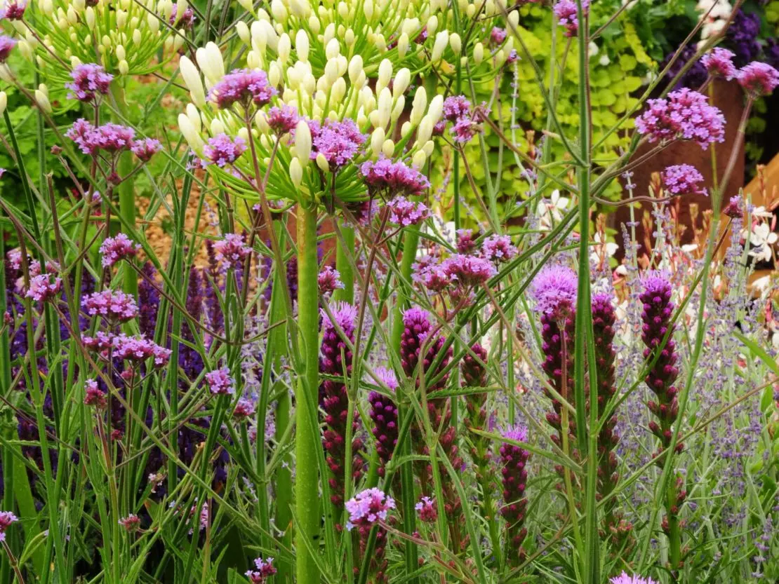 Prachtscharten im Sommerbeet