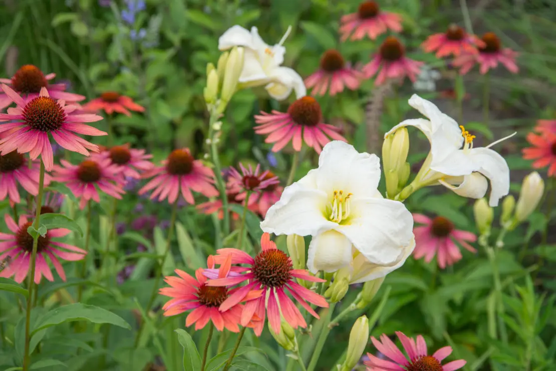 Echinacea Taglilie