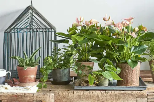 Flamingoblumen mit rosafarbenen Hochblättern auf einem Tisch [Foto: GPP/anthuriuminfo]