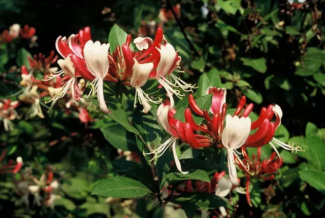 Wald-Geißblatt 'Serotina'