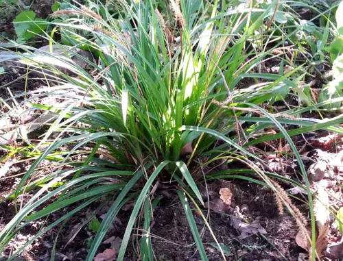 Carex morrowii