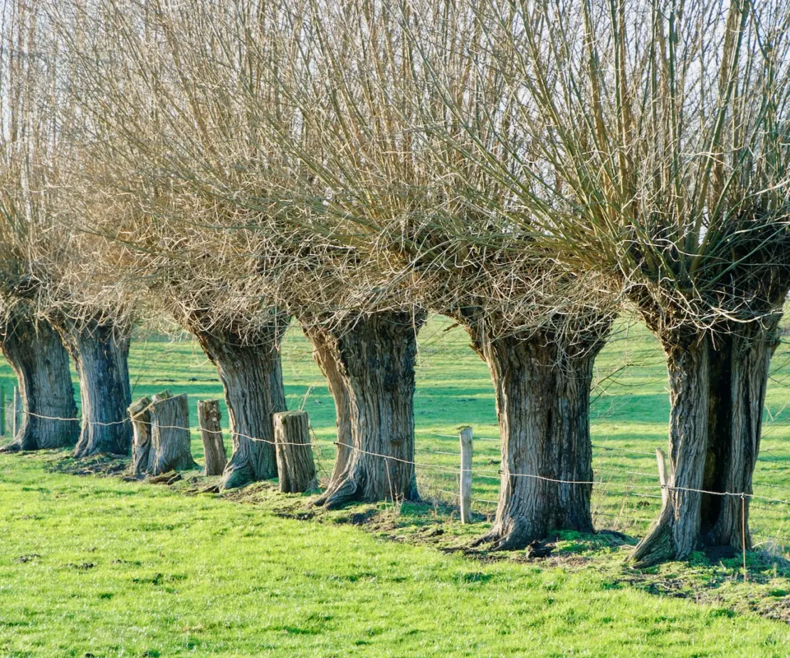 Kopfweide Foto: AdobeStock_ingwio