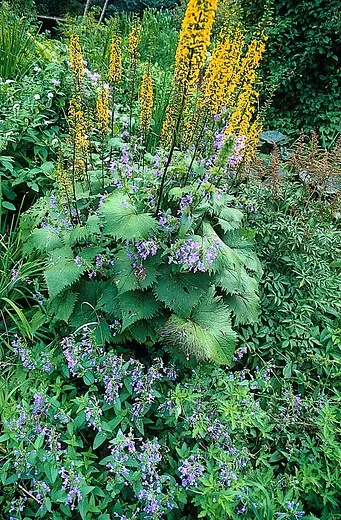 Ligularia stenocephala