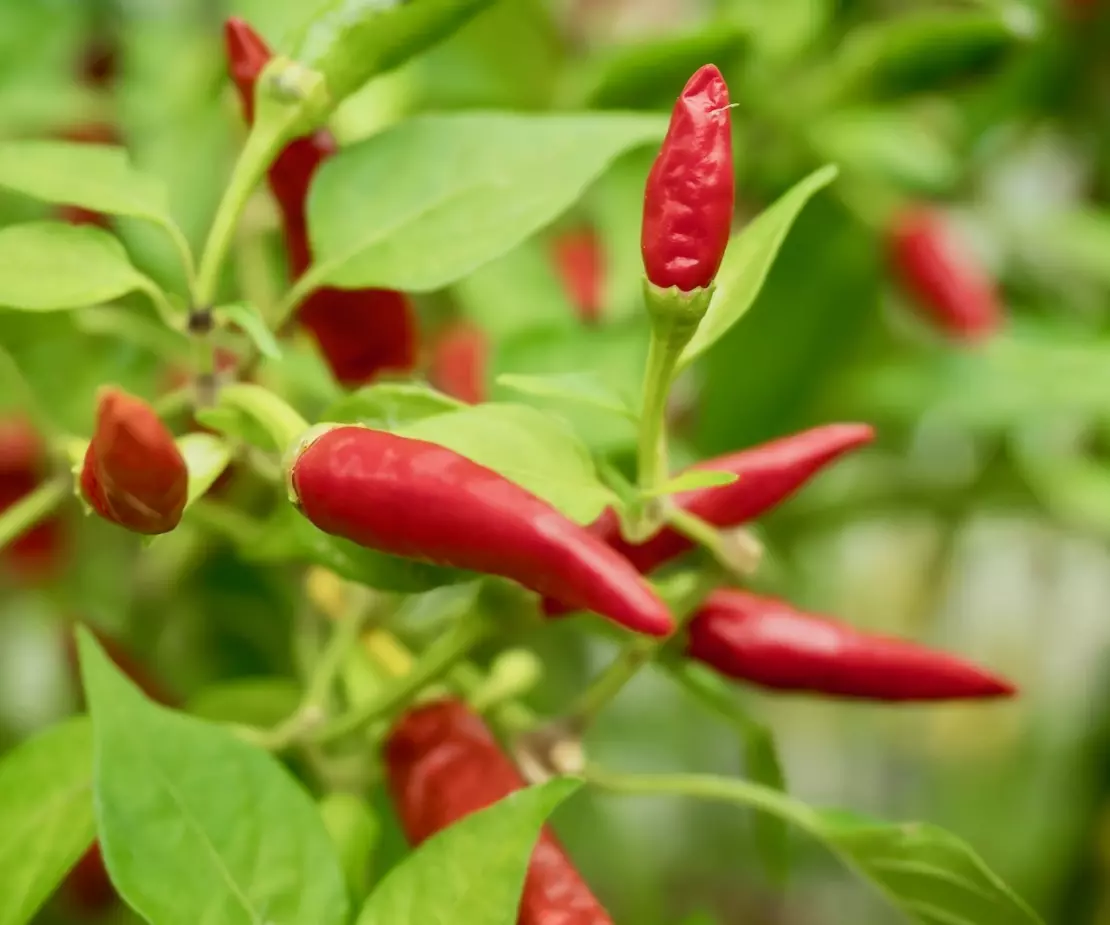 Peperoni Foto: AdobeStock_sandrafotodesign