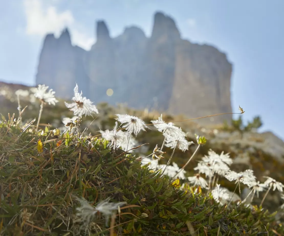 Silberwurz Dryas octopetala Foto: AdobeStock_Harald
