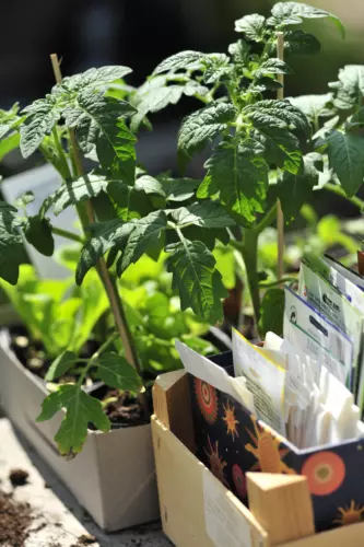 Tomaten Jungpflanzen in kleinen Töpfen