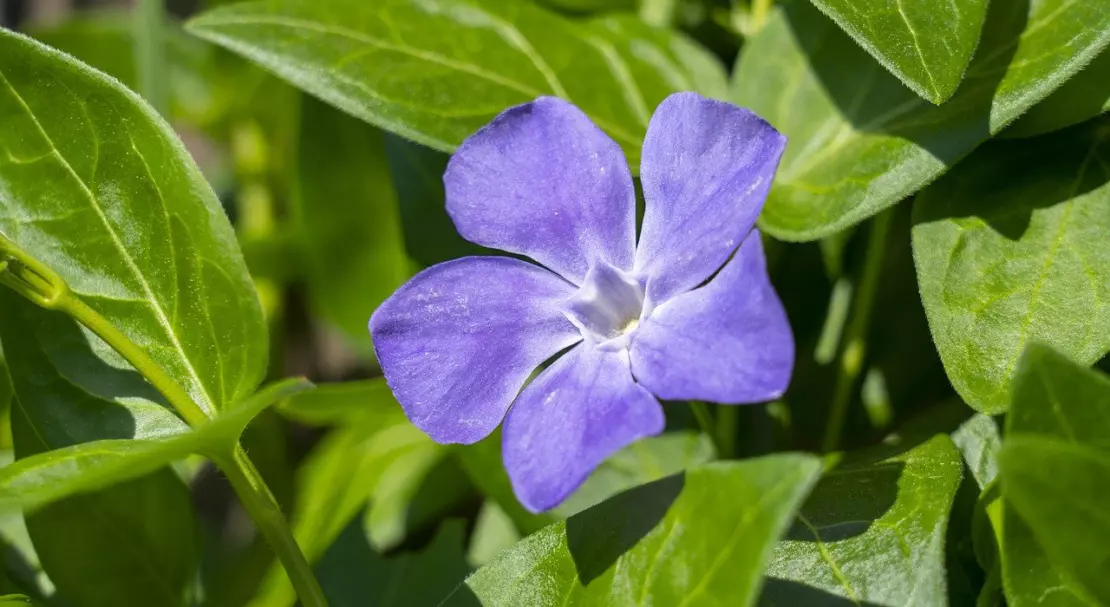 Vinca minor