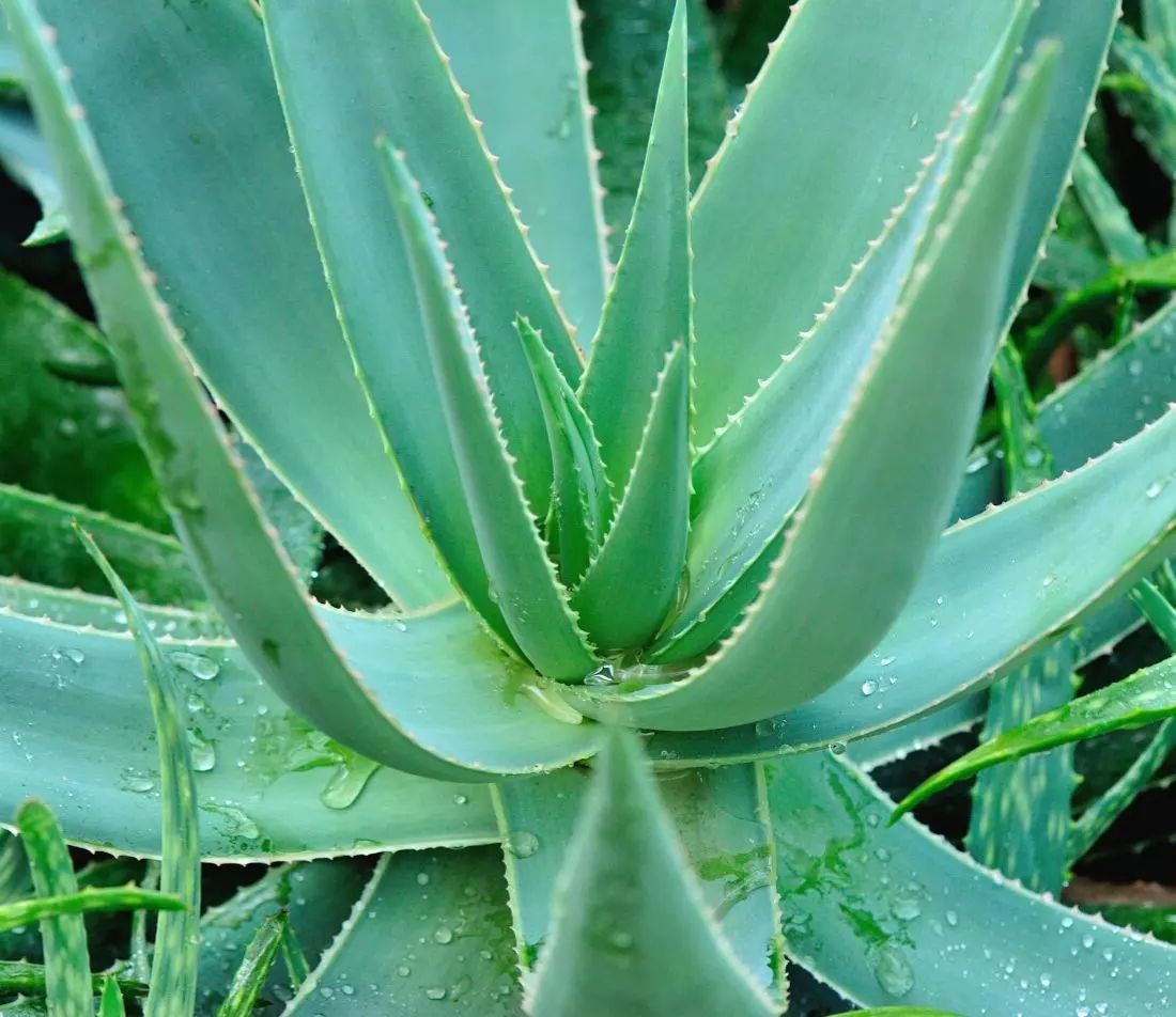 Aloe Vera Foto: AdobeStock_lzf