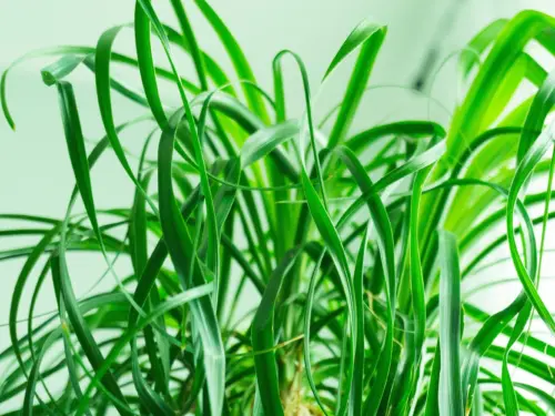 Elefantenfuß Foto: AdobeStock_Mrql