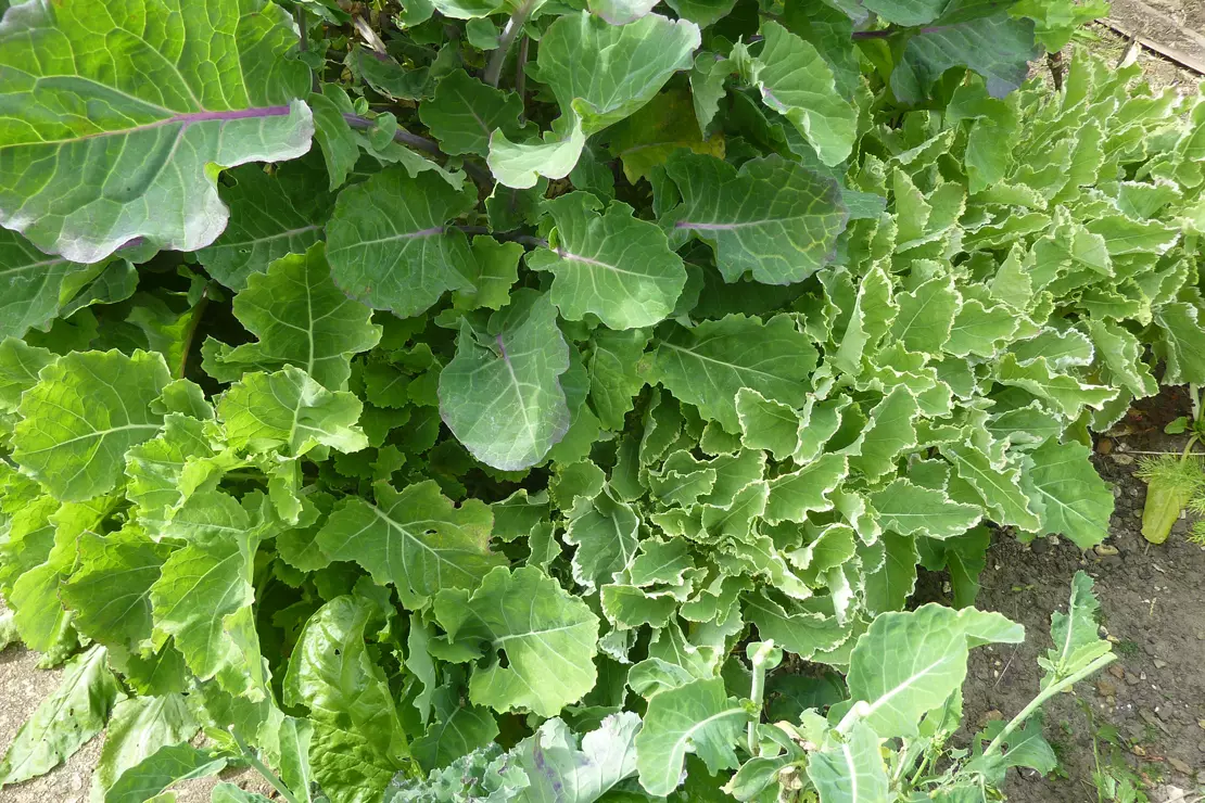 Pflanzen für den Permakultur-Garten: Baumkohl