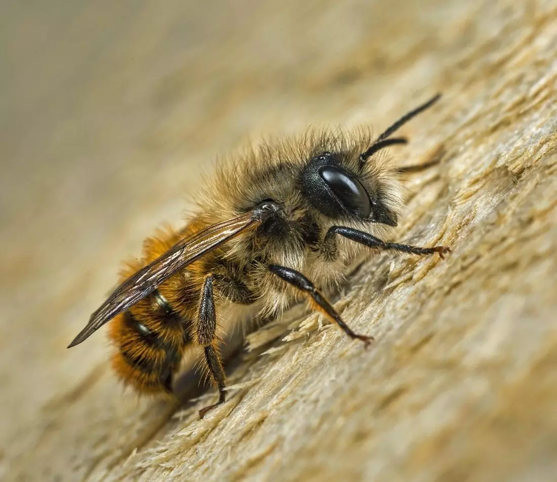 Rostrote Mauerbiene Foto: AdobeStock_grandaded