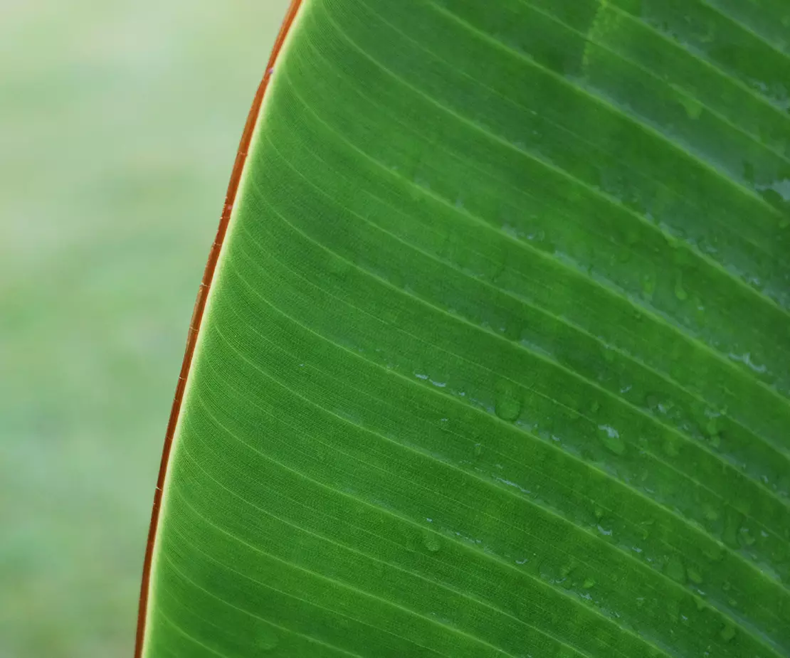Baumstrelitzie Blatt Foto: AdobeStock_JodyAnn