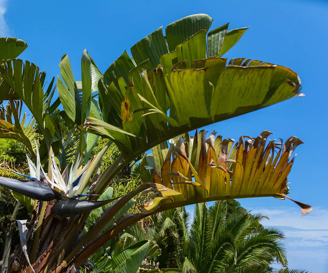 Baumstrelitzie Foto: AdobeStock_H. Rambold