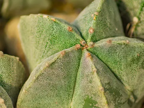 Bischofsmütze Foto: AdobeStock_IKvyatkovskaya