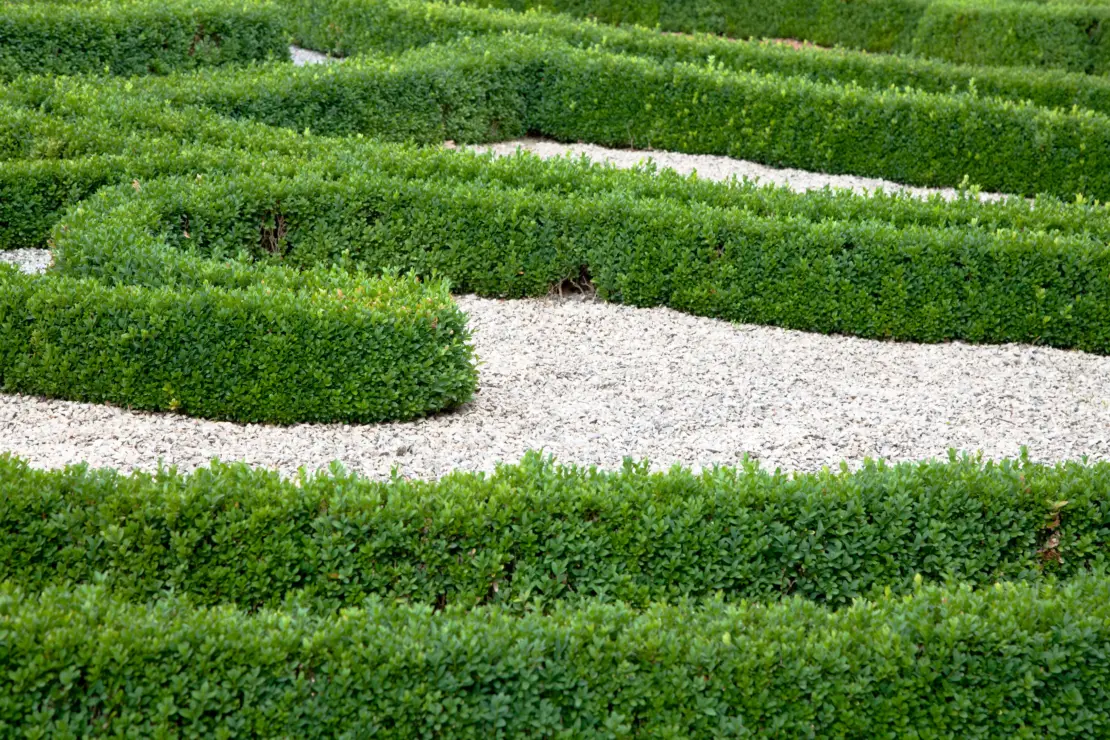 Niedrige, akkurat geschnittene, Buchshecken. Foto: AdobeStock_Jeanette Dietl
