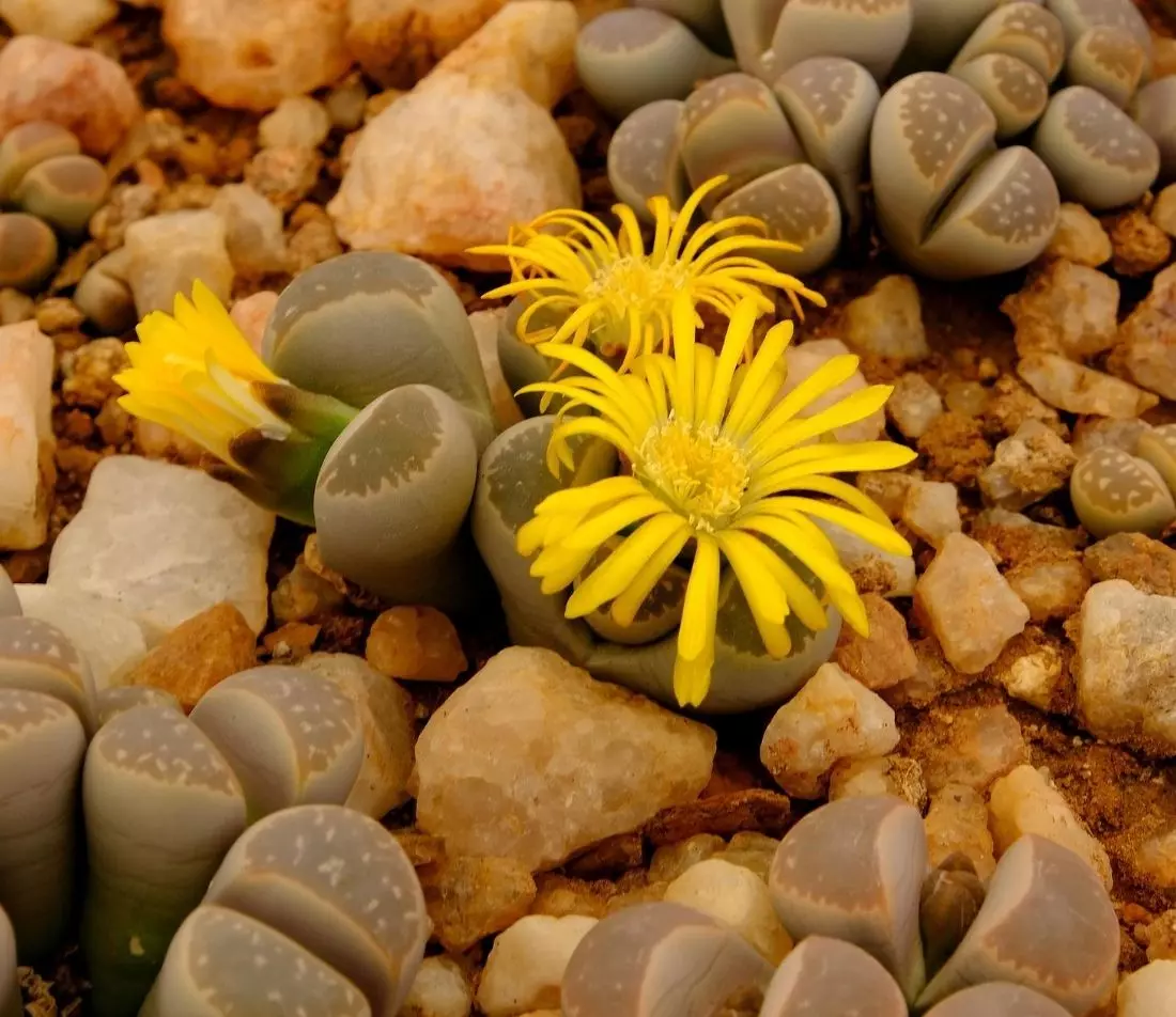 Lebende Steine Foto: AdobeStock_Johan